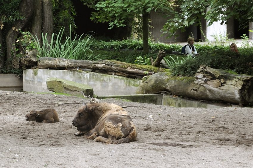 Wisent mit Jungtier im Duisburger Zoo. (Bild: DerHexer, Wikimedia, GNU)