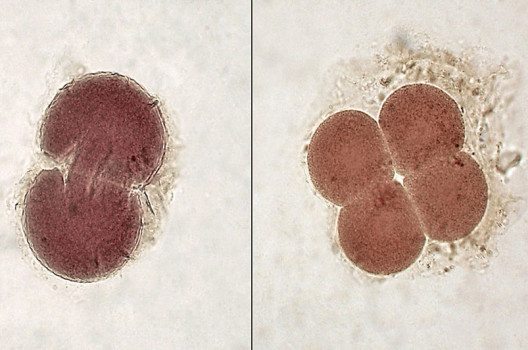 Embryonen im 2- und 4-Zellen-Stadium (Bild: Minami Himemiya, Wikimedia, CC)