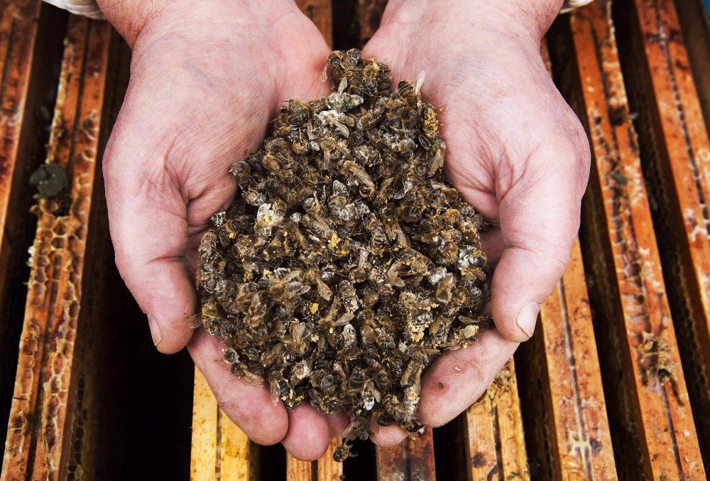 Mitverantwortlich für das Bienensterben sind wohl auch der Klimawandel sowie der Einsatz von Pestiziden. (Bild: © bienenschutz.org)