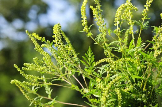 Ambrosia artemisiifolia kann starke Allergien auslösen. (Bild: Elena Elisseeva – shuttertock.com)