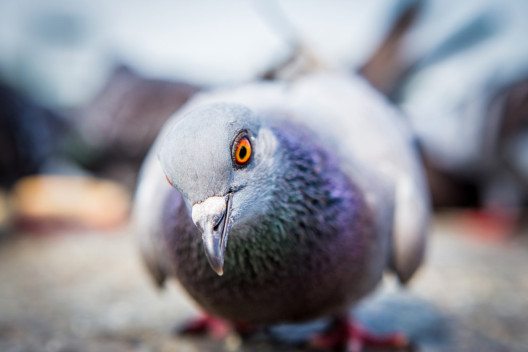 Ehrenamtliche Tierschützer kümmern sich in immer mehr Städten um die Einrichtung von Taubenschlägen. (Bild: Nacha / Shutterstock.com)