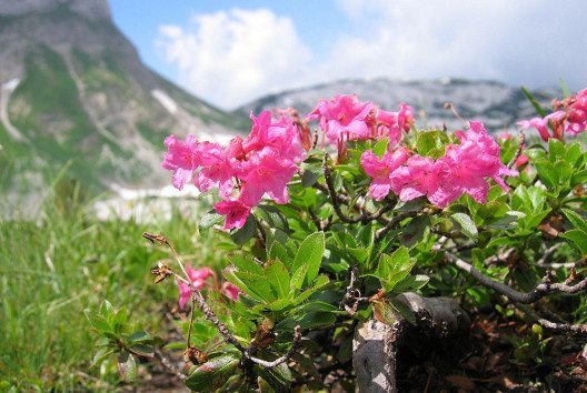 Bewimperte Alpenrose (Bild: Tigerente, Wikimedia, GNU)