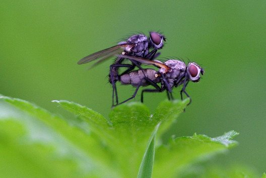 Zwei Fliegen bei der Paarung (Bild: Corrino, Wikimedia, CC)