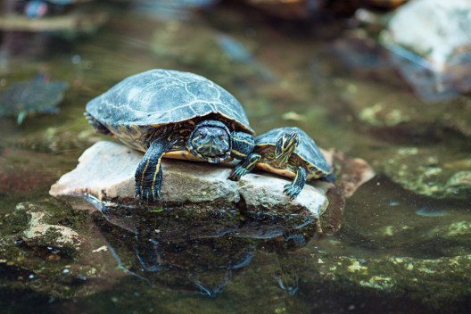 Rotwangenschmuck-Schildkröte bedroht heimische Arten. (Bild: Mike Laptev – Shutterstock.com)