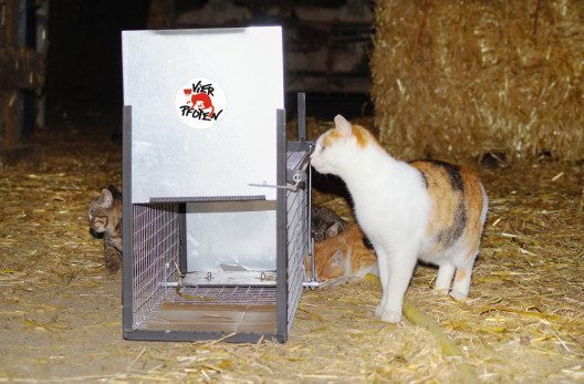 Katzenkastrationen – Hilfe für Luzerner Landwirte. (Bild: VIER PFOTEN/Andrea Mäder)