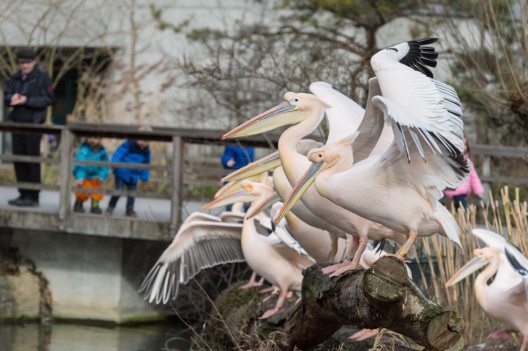 Bei einigen Pelikanen erwachen Frühlingsgefühle. (Bild: Zoo Basel)