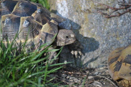 Bei den warmen Temperaturen werden die Landschildkröten wieder aktiv. (Bild: Plättli Zoo)
