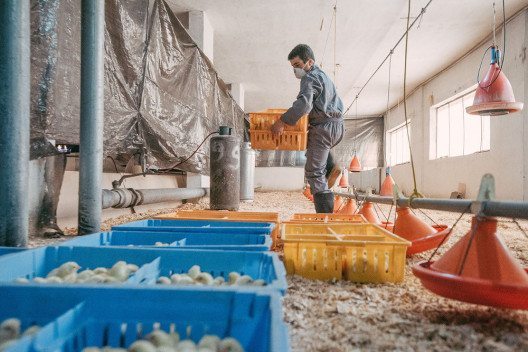 Taha musste 2011 aus Syrien fliehen. Er arbeitet auf einer Hühnerfarm im Libanon. (© obs/Fondation Terre des hommes/(c)Tdh/Ollivier Girard)