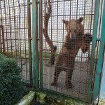 Bär in Albanien