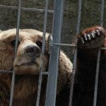 Bär in Albanien