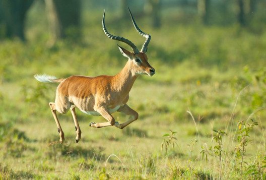 Impalas springen bis zu drei Meter hoch. (Bild: Albie Venter – Shutterstock.com)