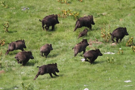 Ein Wildschwein würde mühelos an Bolt vorbeiziehen. (Bild: Geza Farkas – Shutterstock.com)