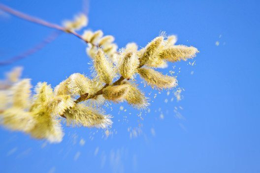 Mythos 8: Pollen (Bild: © Juergen Faelchle - shutterstock.com)