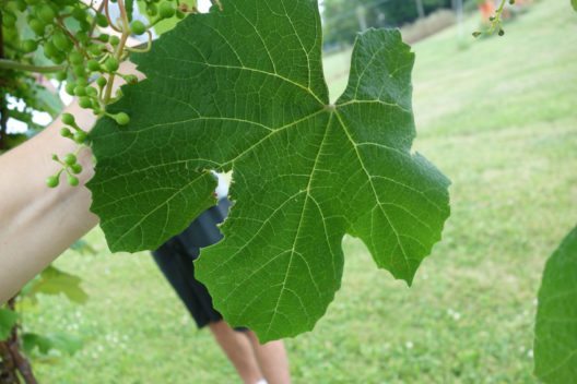healthy-grapevine-leave-creative-commons-plantvillage