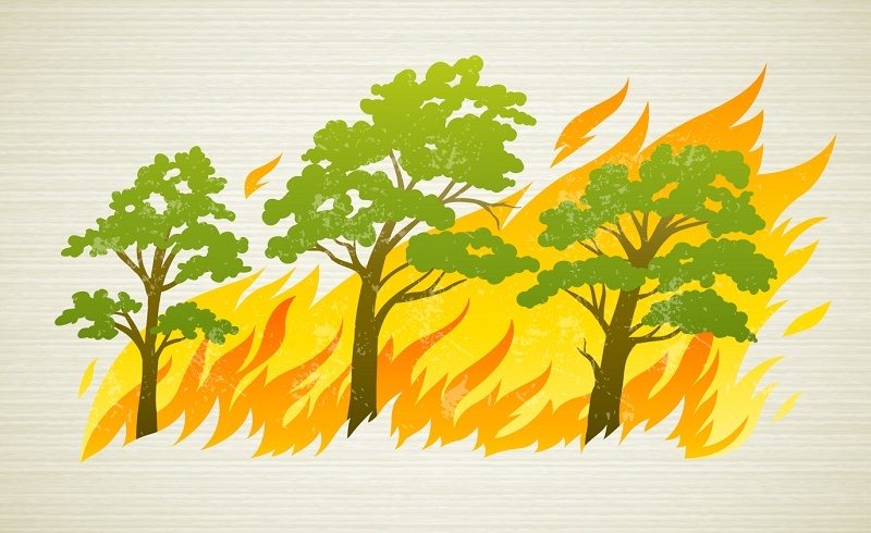 Forest Fire free