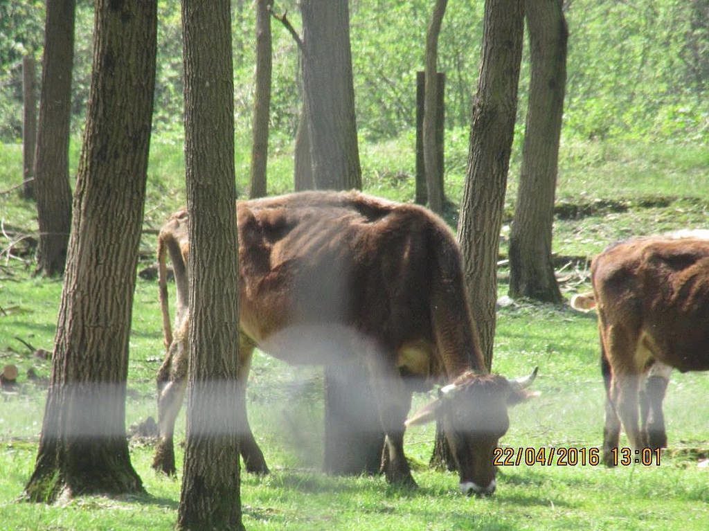 Kühe in schlechtem bis extrem schlechtem Ernährungszustand, Biasca TI, 22. April 2016 (Bild: Schweizer Tierschutz STS)