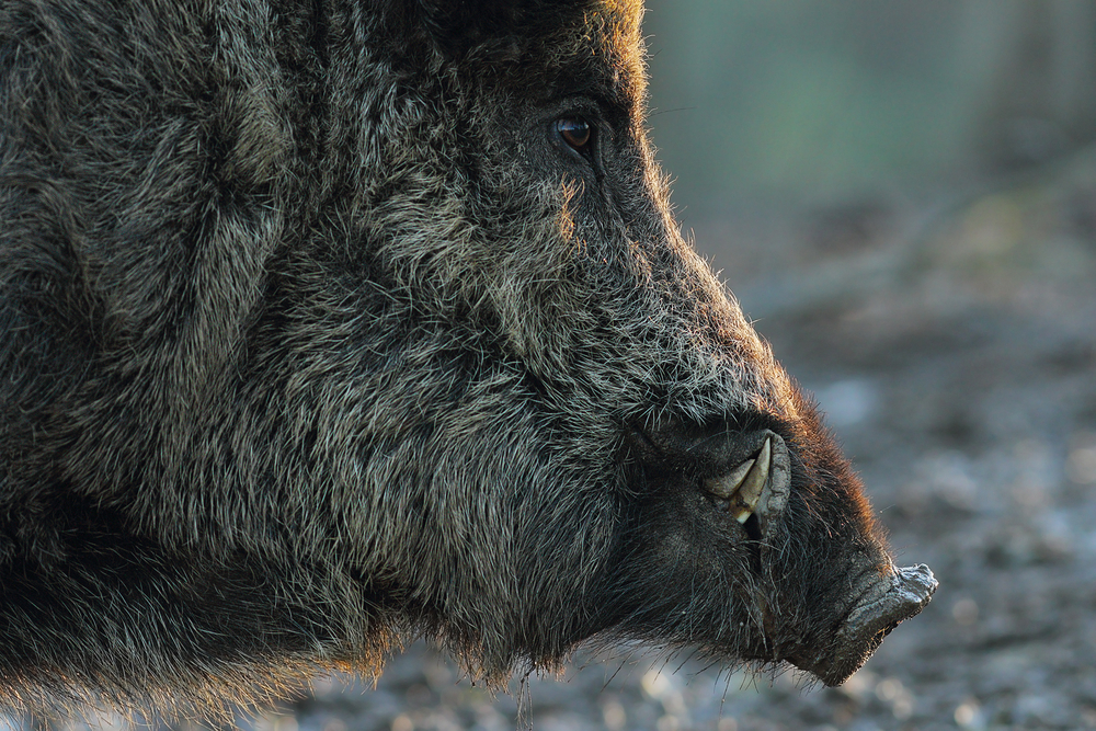 Radfahrerin wird von Wildschwein überrascht und verletzt