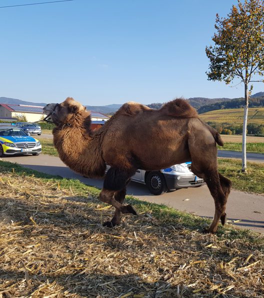 MEHR LESEN