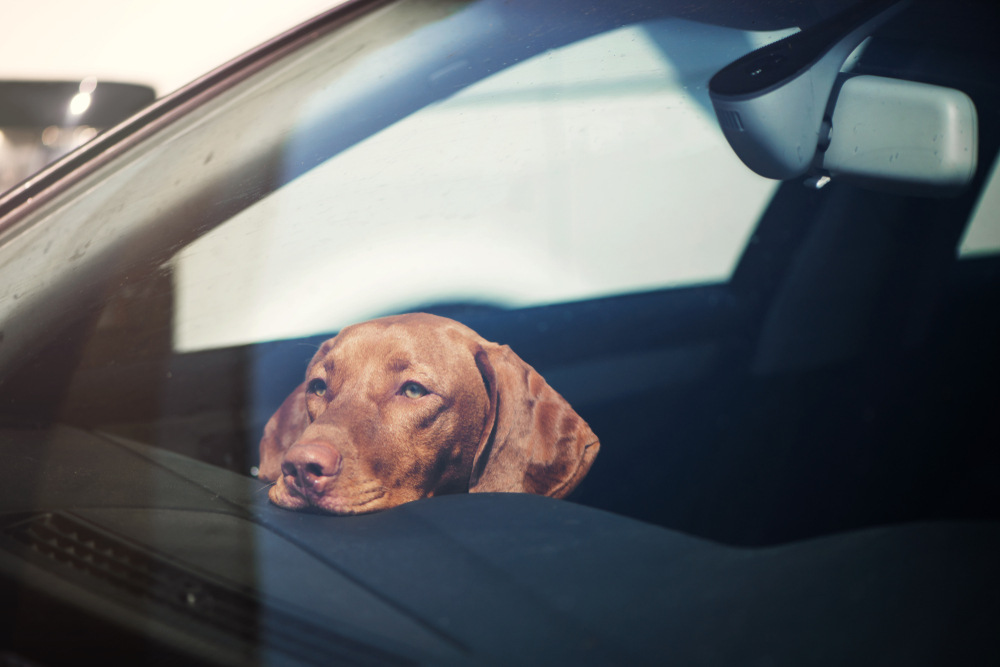 Hund in Auto eingeschlossen