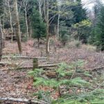 Stadt Zürich ZH (Kreis 9): Über 100 Bäume illegal gefällt - Rentner (78) festgenommen