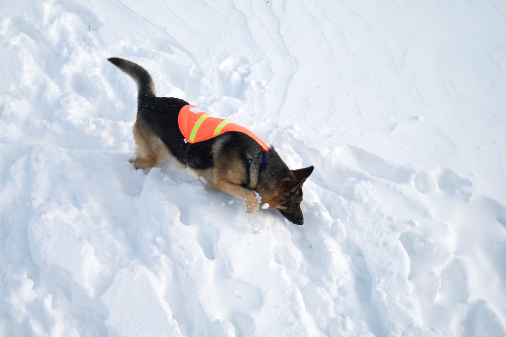 lech-vorarlberg-schneebrett-verlegt-piste-umfangreiche-suchaktion-nach-lawinenabgang