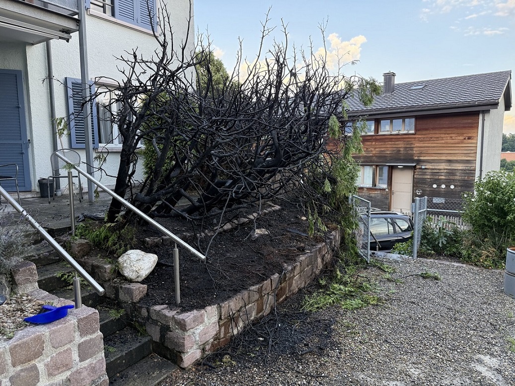 Schaffhausen SH: Thuja-Hecke brennt  Polizei sucht Zeugen  Polizei.news