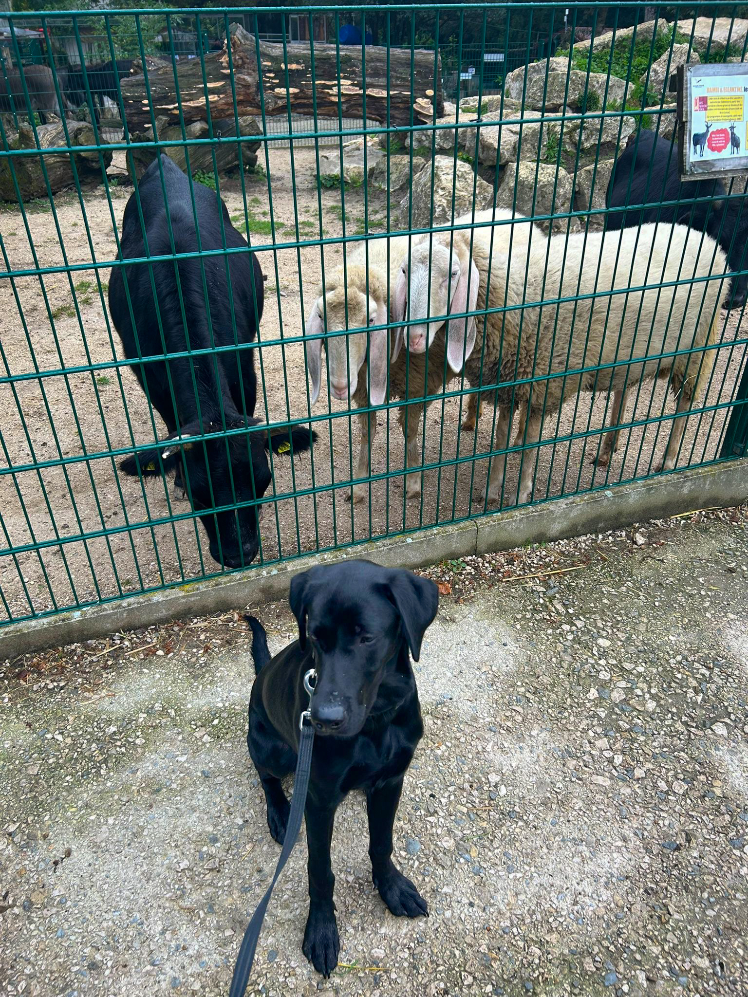 Genf-GE-Zollhund-Albus-trainiert-im-Bioparc-mit-Schafen-und-Ziegen