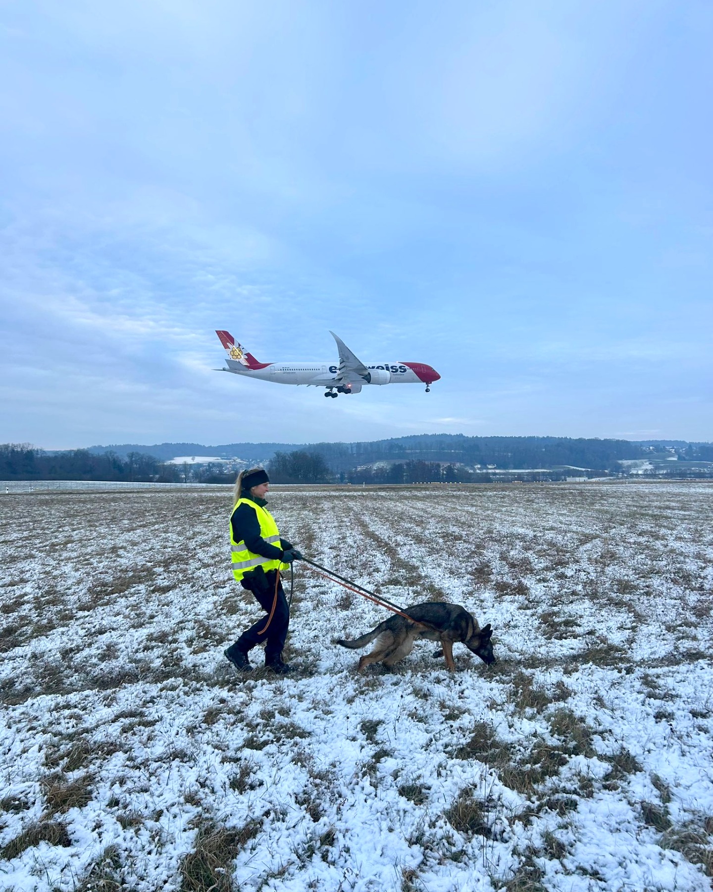 Kapo-Z-rich-Polizeih-ndin-Bagira-trainiert-konzentriert-Spurensuche-bei-Schnee-und-Eis