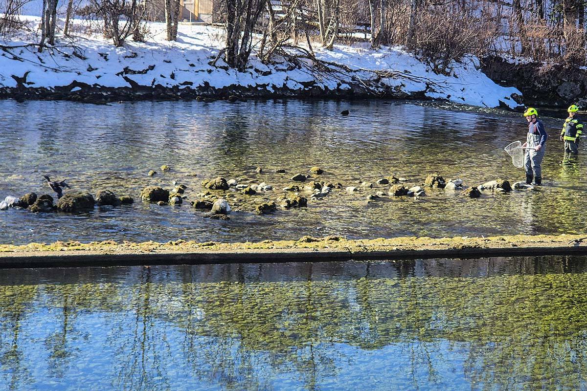 Bad-Goisern-Ober-sterreich-Einsatz-im-Eiswasser-Feuerwehr-rettet-Wildvogel
