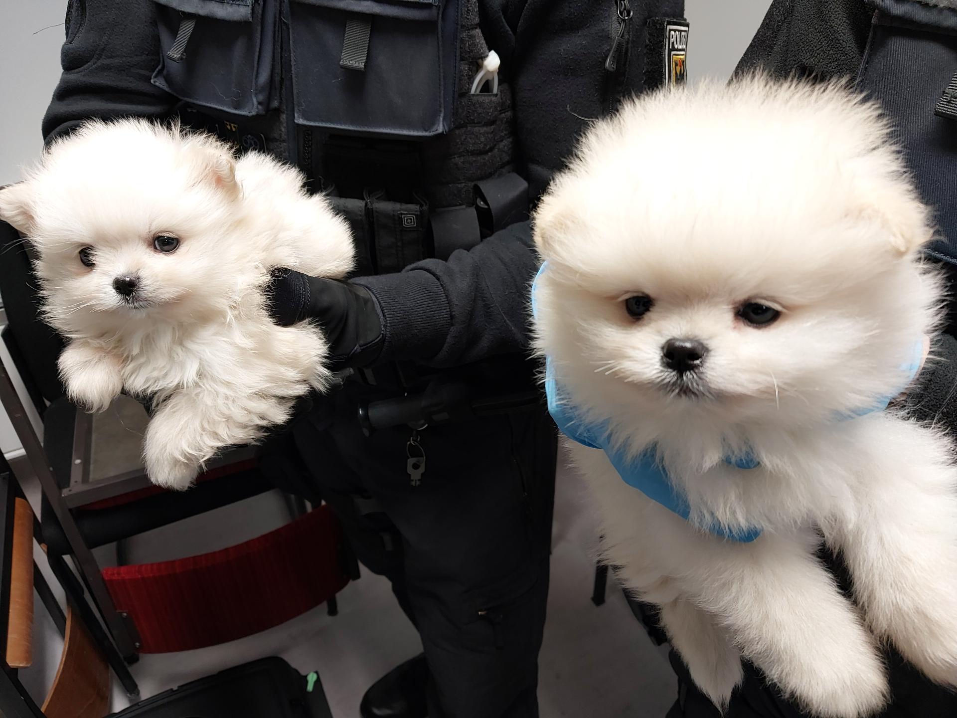 Reitzenhain-SN-Bundespolizei-stoppt-Einreise-mit-f-nf-Hundewelpen-ohne-Tollwutimpfung