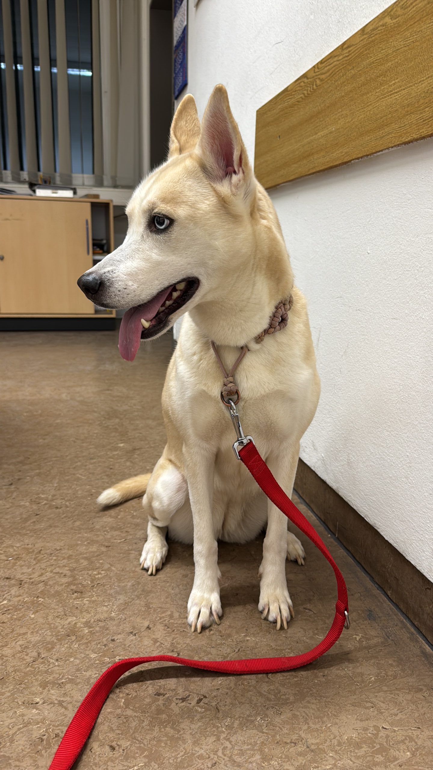 Sponheim-RP-Junge-H-ndin-irrt-an-K55-umher-Polizei-bringt-Husky-Mischling-ins-Tierheim