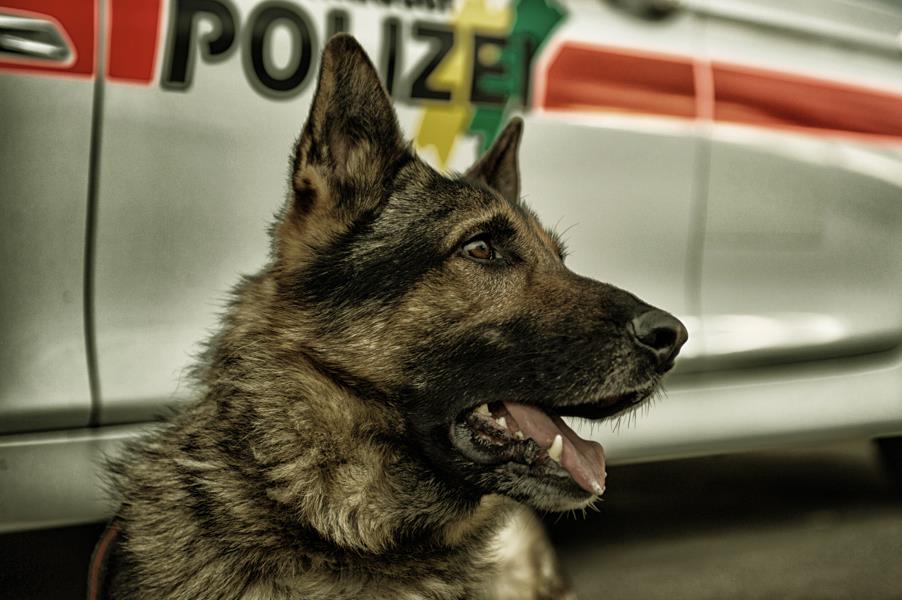 Hallau-SH-Hunde-vertreiben-Einbrecher-Polizei-nimmt-zwei-Jugendliche-fest