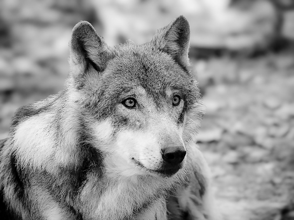 Parchim-MV-Wolf-stirbt-nach-Kollision-mit-Sattelzug-auf-der-A24-am-fr-hen-Morgen
