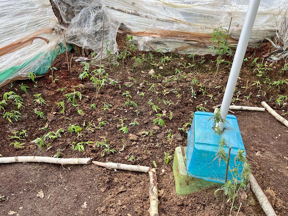 Bergheim, NRW: Versteckte Cannabisplantage im Wald – über 380 Setzlinge entdeckt