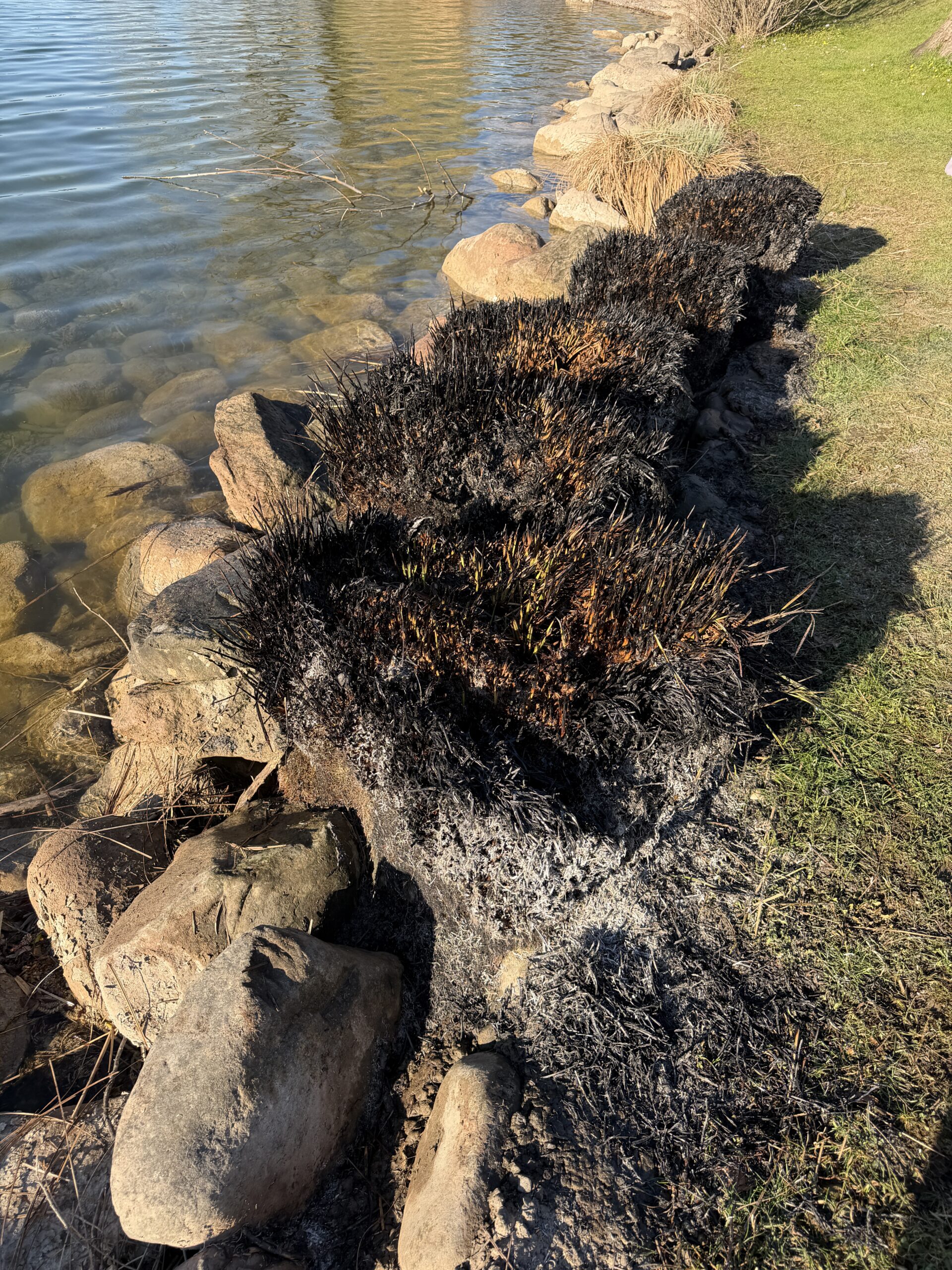 Sachseln OW: Schilfbrand am Seeufer – Anwohnerin löscht Feuer selbst