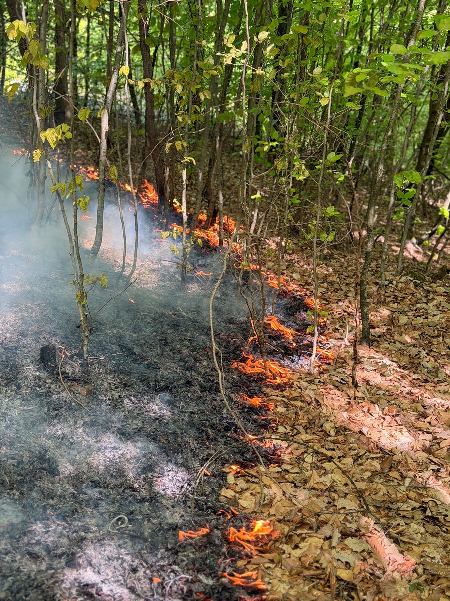 Stuttgart, Baden-Württemberg: Waldbrand am Hang – Feuerwehr im Großeinsatz
