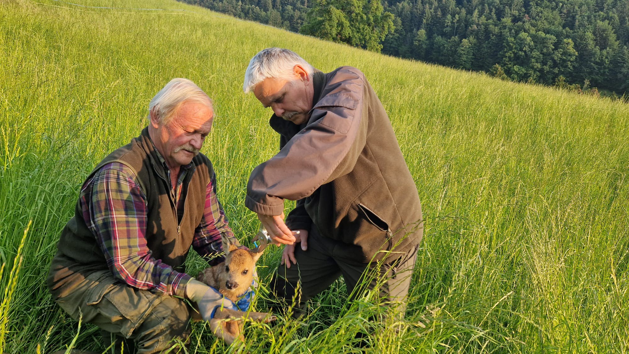 Appenzell AI: Rehkitzrettung per Drohne – Zusammenarbeit mit Bauern entscheidend
