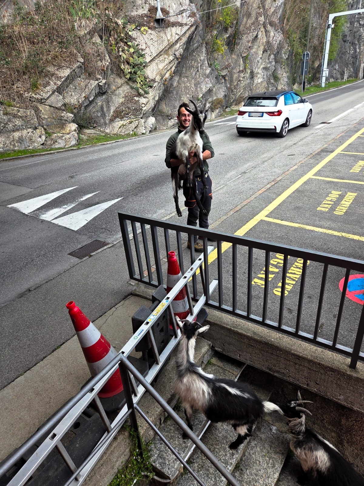 Gandria TI: Ausgebüxte Ziegen stoppen Verkehr – Zoll bringt Tiere in Sicherheit