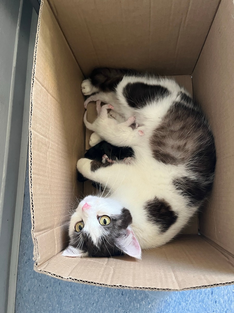 Ruppertsweiler, Rheinland-Pfalz: Katzenfamilie in Karton ausgesetzt – Polizei sucht Täter