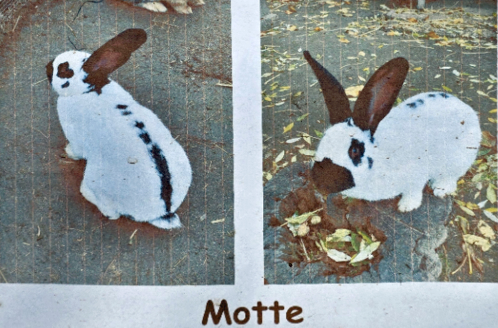 Kassel, Hessen: Einbruch auf Jugendbauernhof – seltenes Kaninchen „Motte“ gestohlen