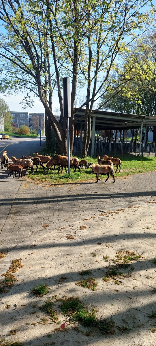 Ettenheim, Baden-Württemberg: Schafsherde sorgt für Polizeieinsatz