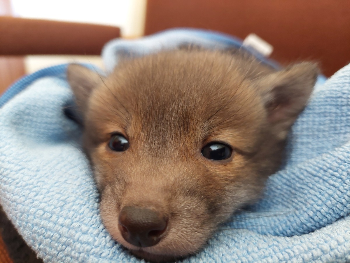 Salzgitter, Niedersachsen: Verwechslung mit Hund – Fuchsbaby sorgt für Einsatz