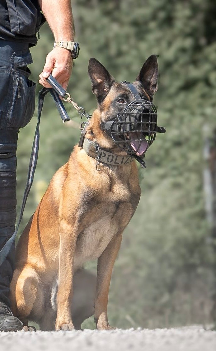 Egg, Vorarlberg: Polizeihund „Hendrix“ stellt Einbrecherin im Postzentrum