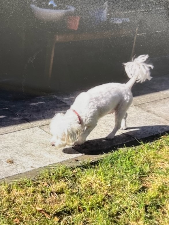 Legden, Nordrhein-Westfalen: Hund Lily seit Wochen verschwunden