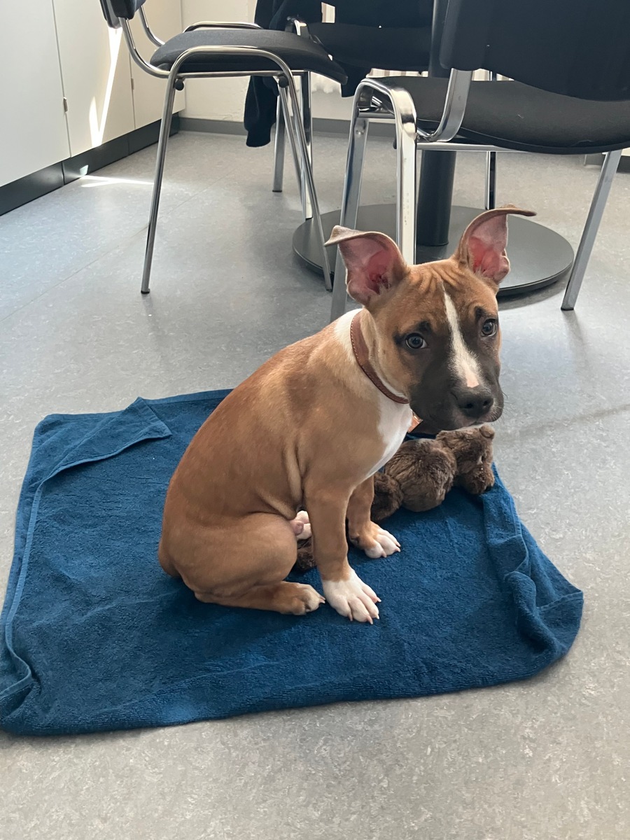 Nieder-Olm, Rheinland-Pfalz: Ausgesetzter Hundewelpe – Polizei sucht Zeugen