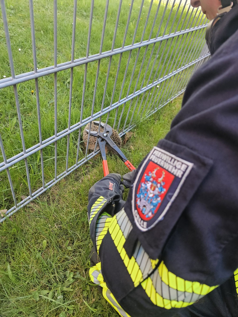 Celle, Niedersachsen: Kleiner Igel in großer Not – Feuerwehr greift ein