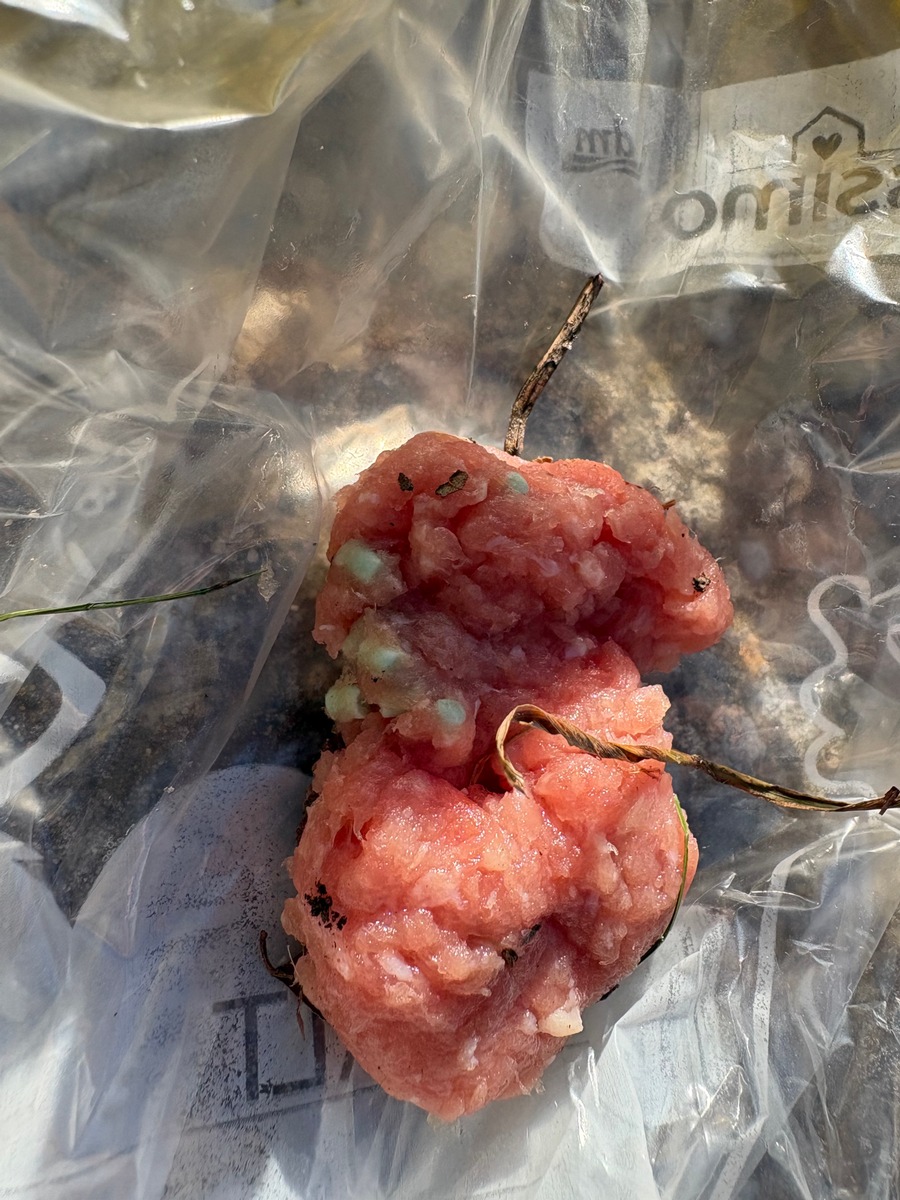 Todtmoos, BW: Giftköder-Alarm – Polizei ermittelt nach gefährlichem Fund