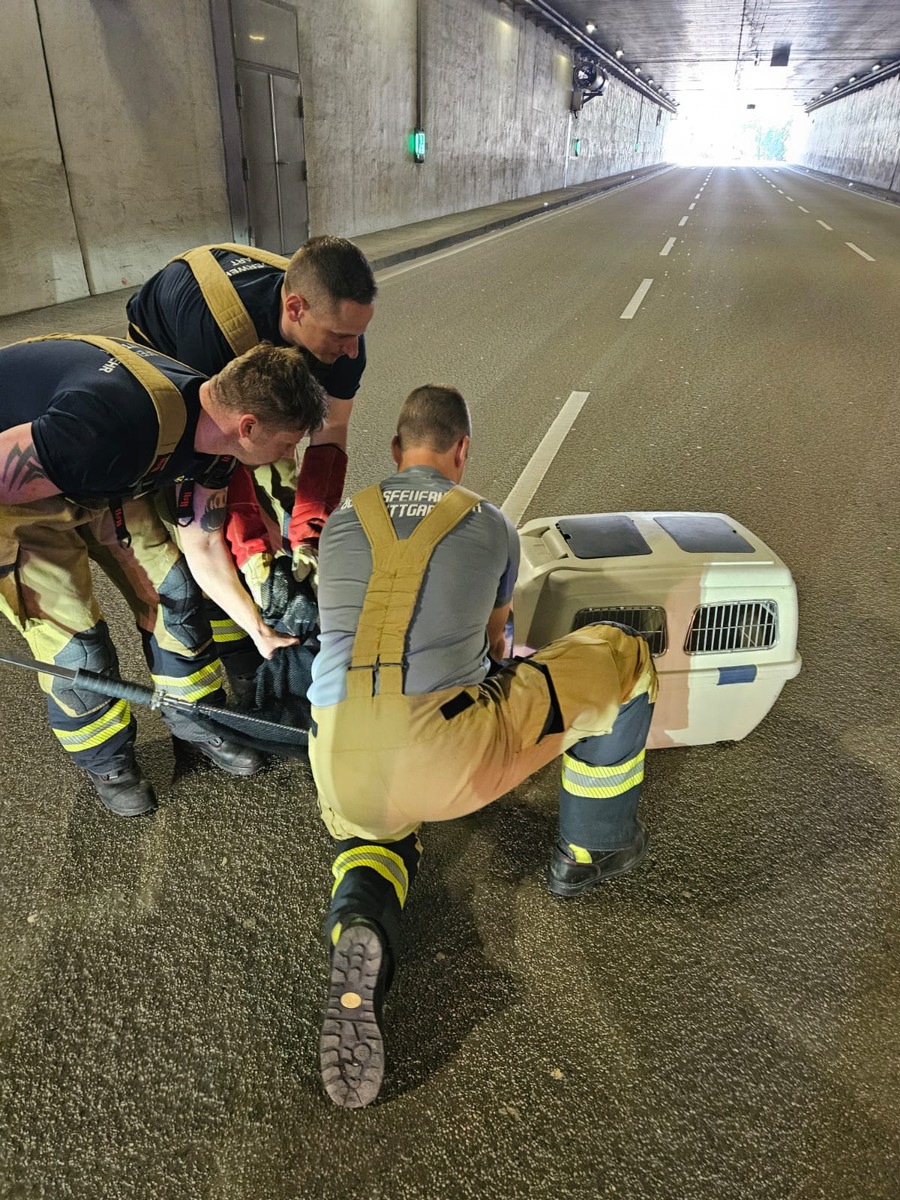 Stuttgart, Baden-Württemberg: Feuerwehr rettet Enten aus Berufsverkehr