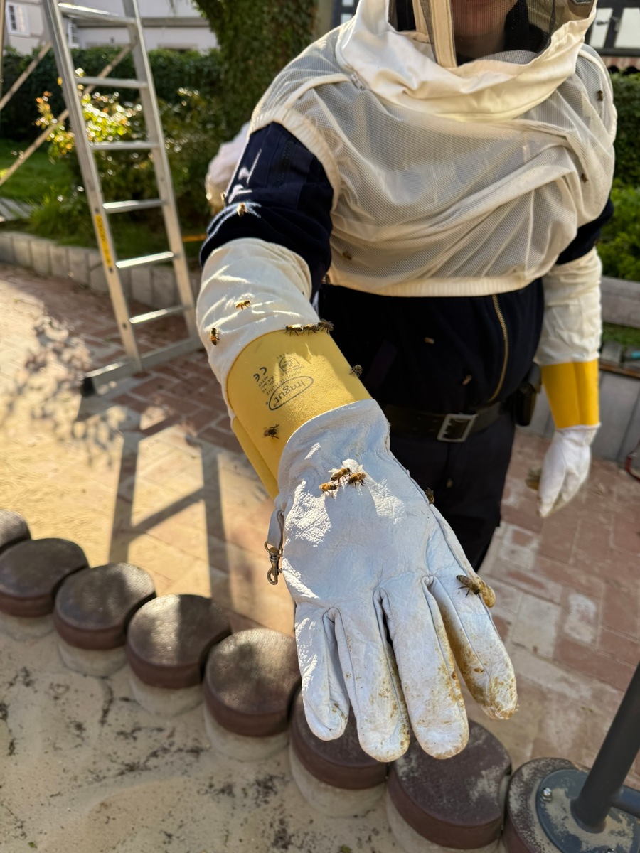 Detmold, Nordrhein-Westfalen: Bienenvolk auf Spielplatz – Feuerwehr hilft bei Umsiedlung