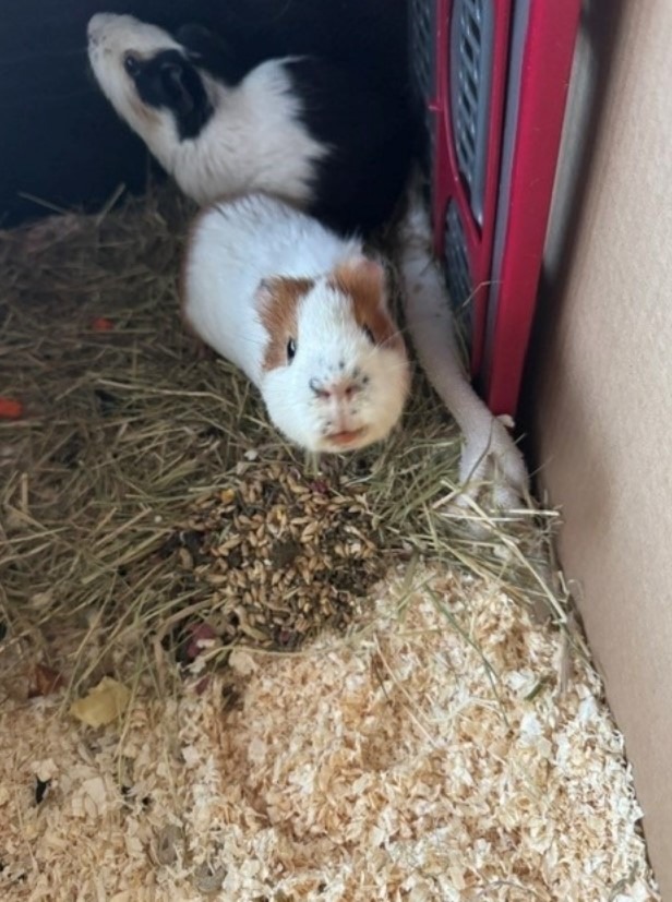 Norderstedt, SH: Zwei Meerschweinchen ausgesetzt – Tiere fast erfroren